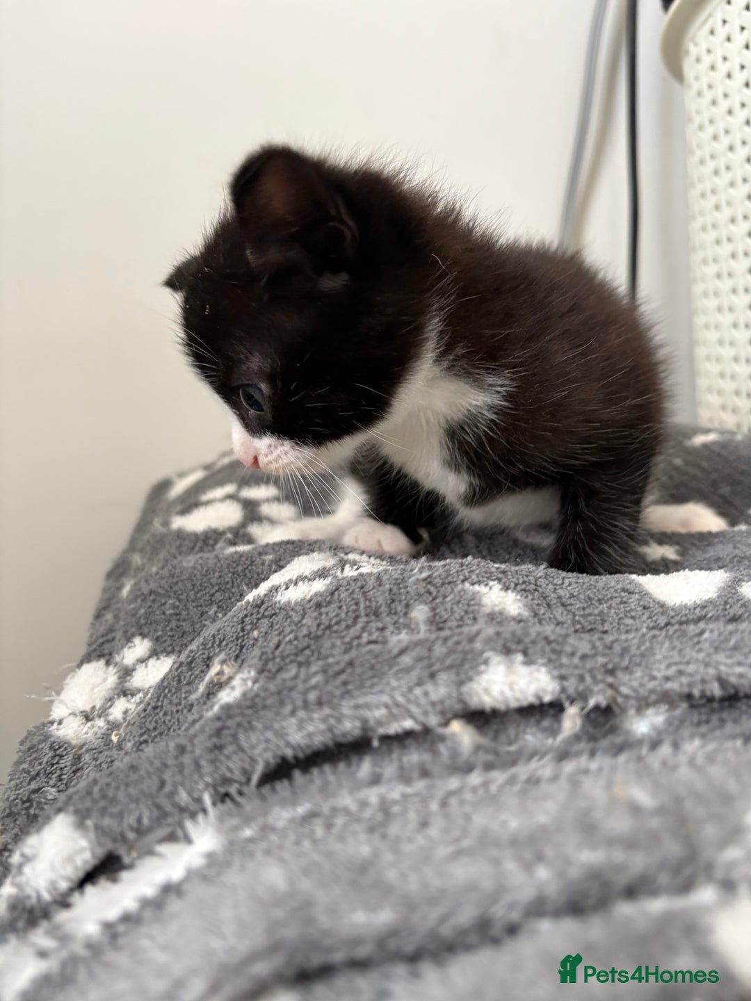 Mixed Breed cats for sale: Male tuxedo kitten for sale - Advert 4