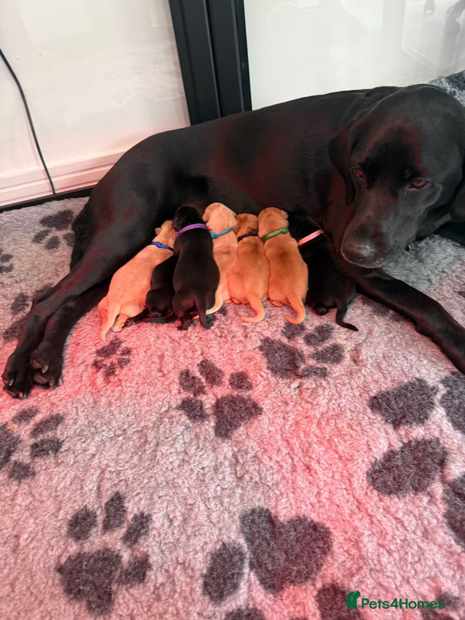 Labrador Retriever dogs for sale: Beautiful KC Registered Labrador Puppies - Advert 1