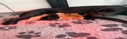 Labrador Retriever dogs for sale: Beautiful KC Registered Labrador Puppies - Advert 1