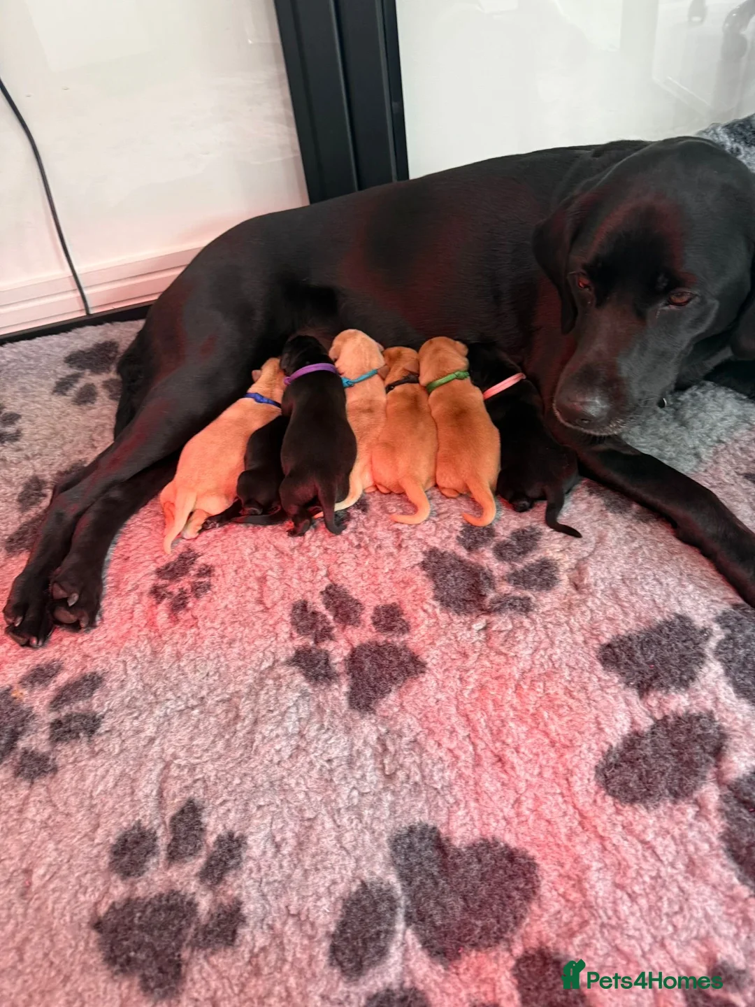 Labrador Retriever dogs for sale: Beautiful KC Registered Labrador Puppies - Advert 1