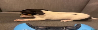 Chihuahua 2