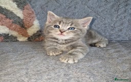 Ragdoll cats for sale: Ragdoll cross - Image 2