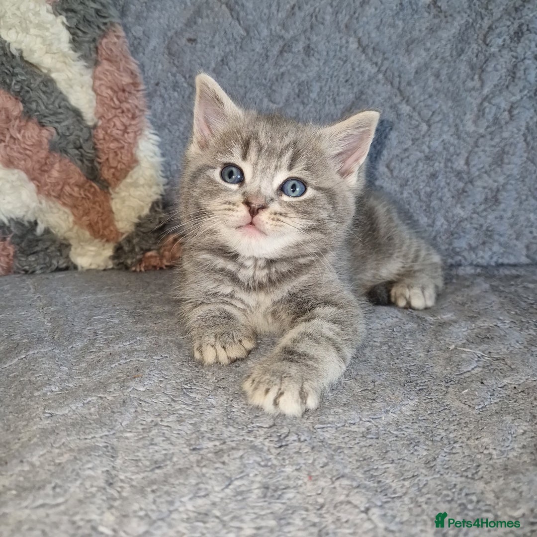 Ragdoll cats for sale: Ragdoll cross - Image 2