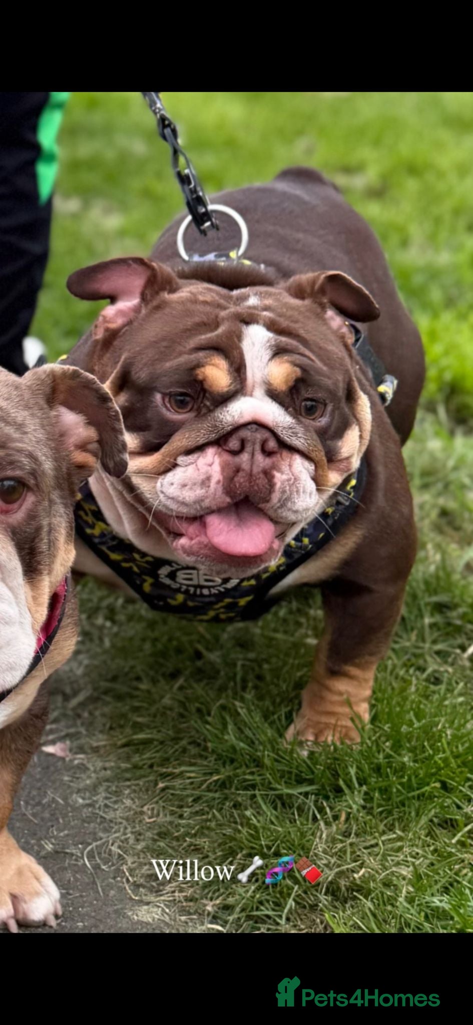 English Bulldog dogs Beautiful 2 year old Female  - Advert 2