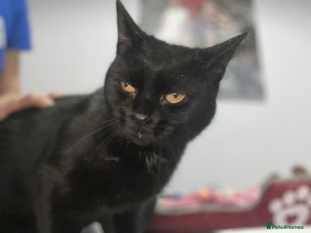 Mixed Breed cats for adoption: 8 month old rescue looking for her own home - Advert 6