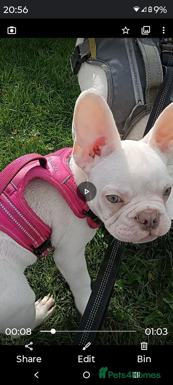 French Bulldog dogs pedigree French Bulldog pups - Advert 1