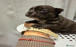 French Bulldog dogs for sale: French Bulldog Puppies – Beautiful and Home-Raised - Image 12