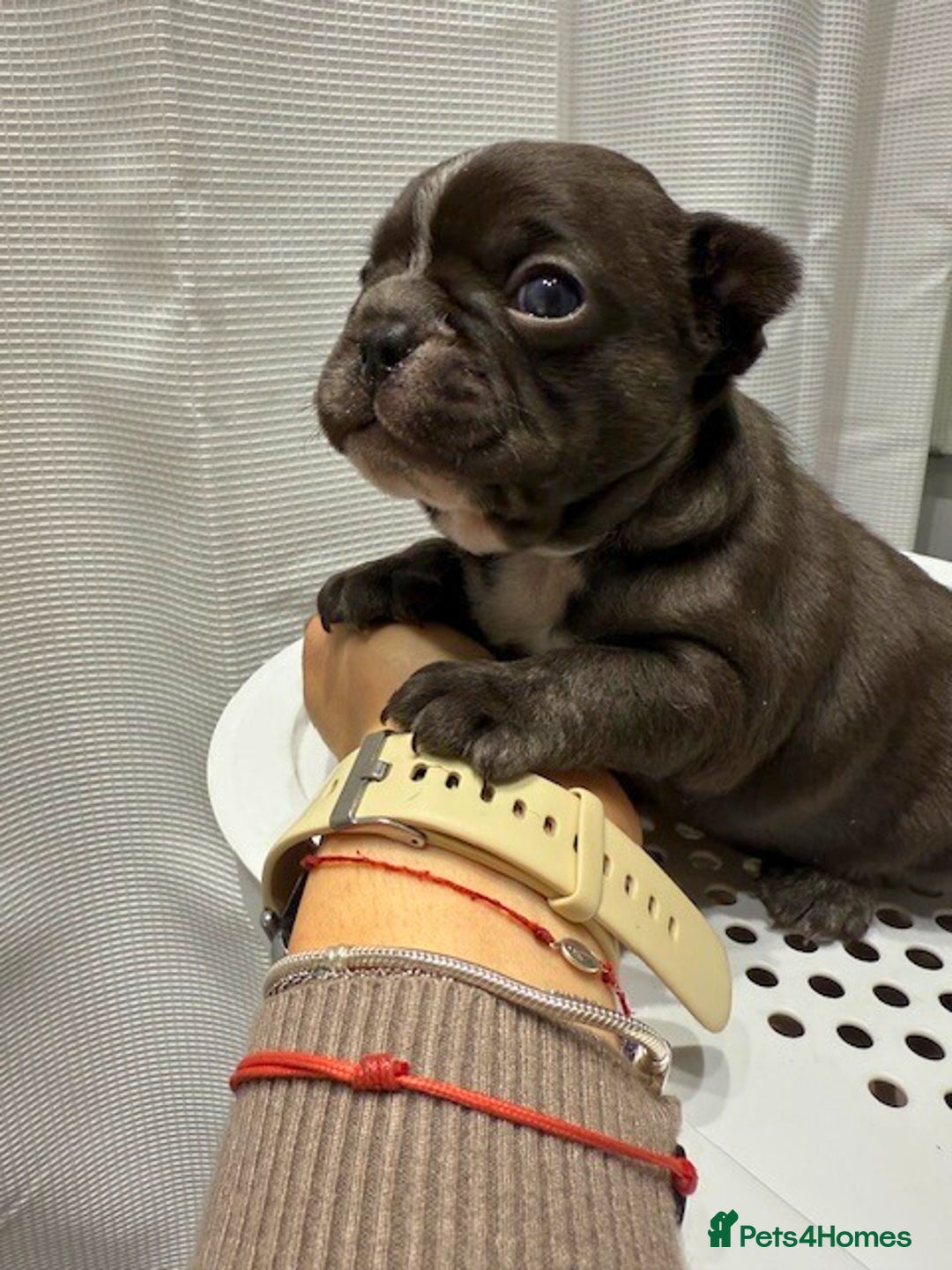 French Bulldog dogs for sale: French Bulldog Puppies – Beautiful and Home-Raised - Image 12