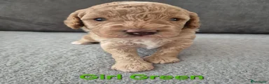 Cockapoo 2 Green 
