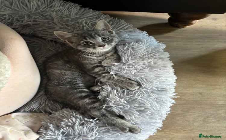 Mixed Breed cats - Advert 2
