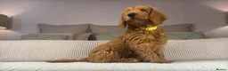 Labradoodle dogs for sale: INSTAGRAM. “OAKWELL RETRIEVERS” HEALTHY HOUNDS - Advert 9
