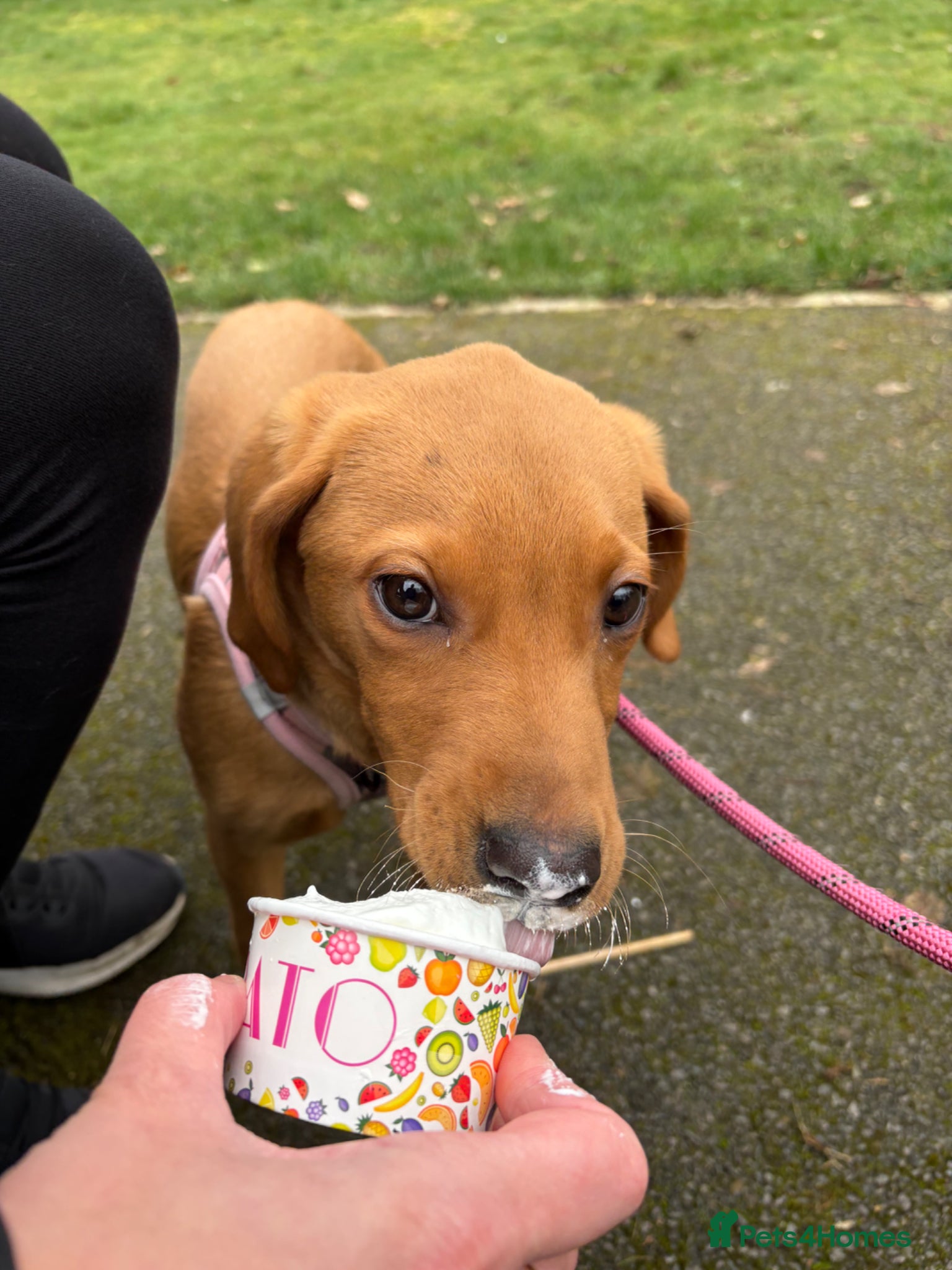 Labrador Retriever dogs Female Labrador  - Advert 2