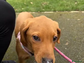 Labrador Retriever dogs Female Labrador - Advert 2