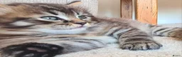 Mixed Breed cats for sale: 2 beautiful kittens - Advert 14
