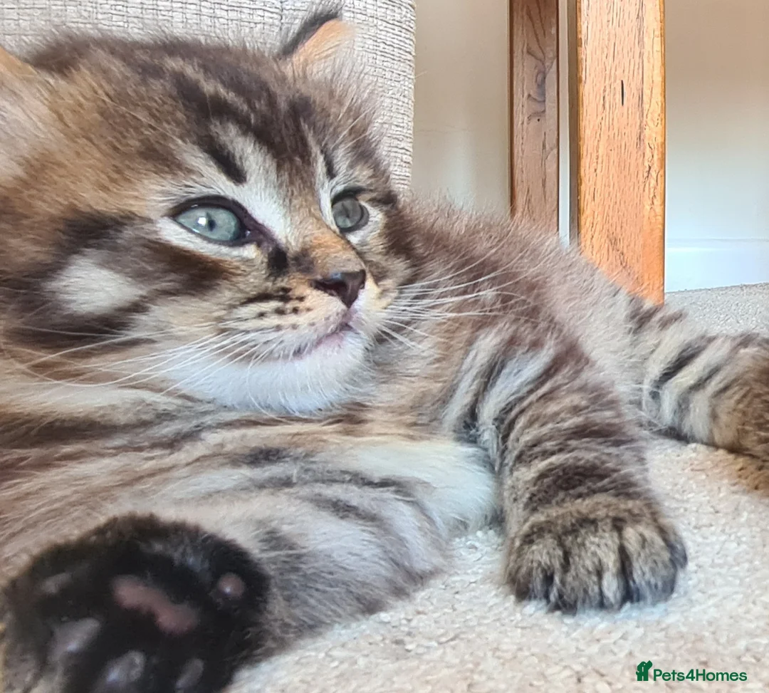 Mixed Breed cats for sale: 2 beautiful kittens - Advert 14
