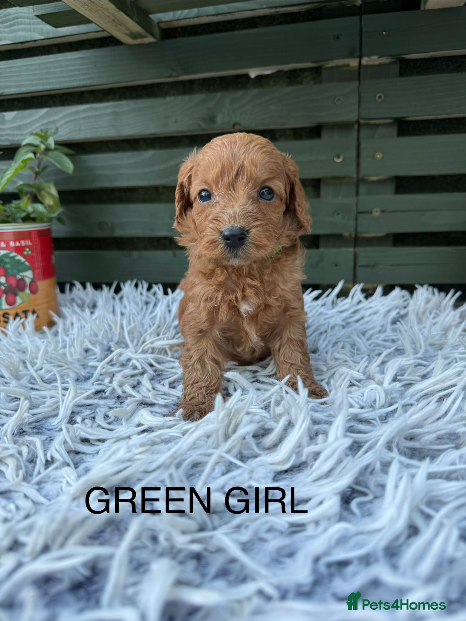 Cockapoo dogs F1b Cockapoos £995 2 girls left !! - Advert 2