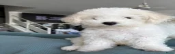 Bichon Frise dogs for sale: Bichon frise  - Advert 7