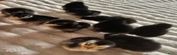 Chickens poultry for sale: Pekin Bantam Chicks - Advert 12