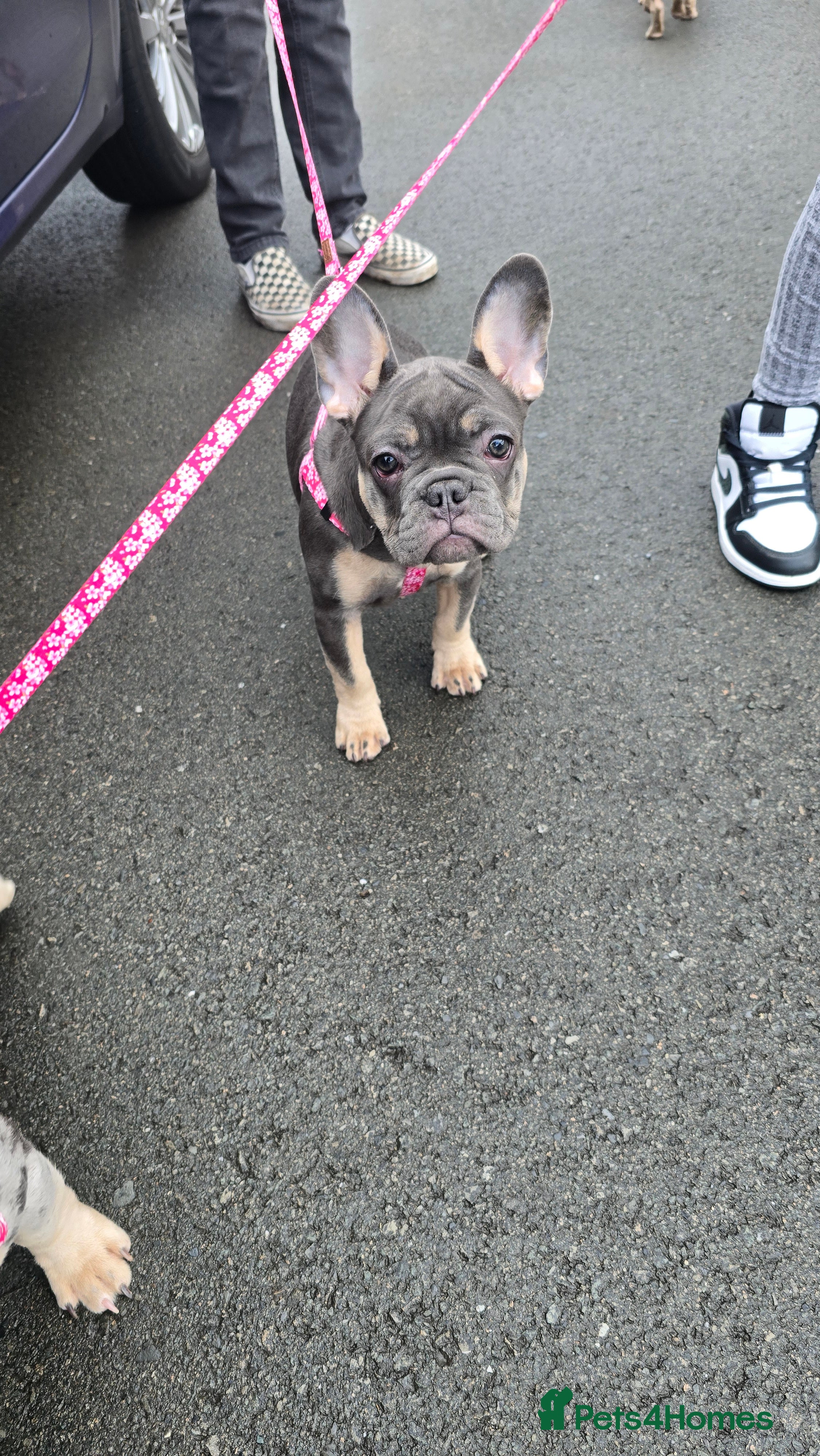 French Bulldog dogs for sale: 7 month old french bulldog girls 🩷 - Advert 5