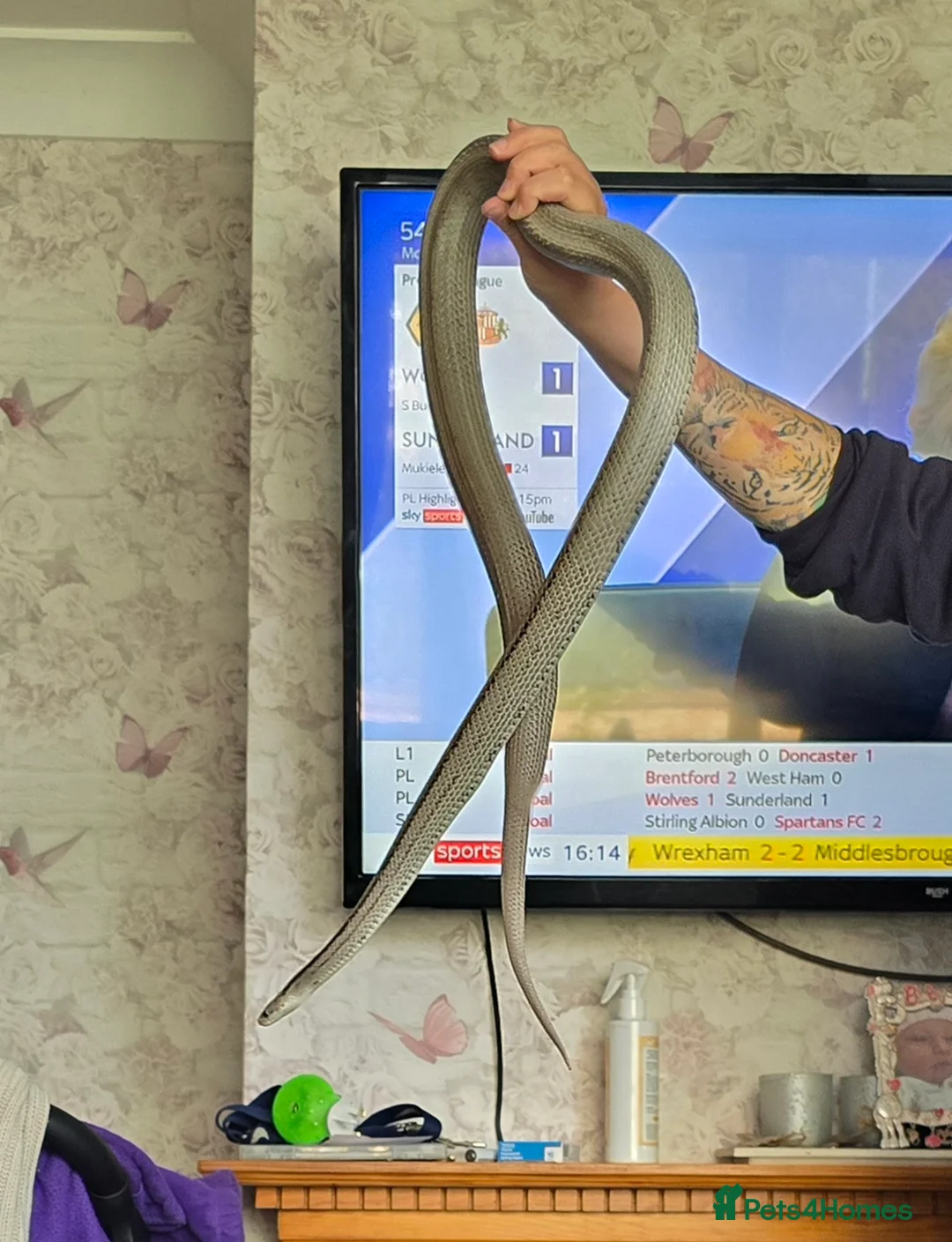 Corn Snake reptiles for sale: 4ft male lavender corn snake  in Lowestoft - Advert 3
