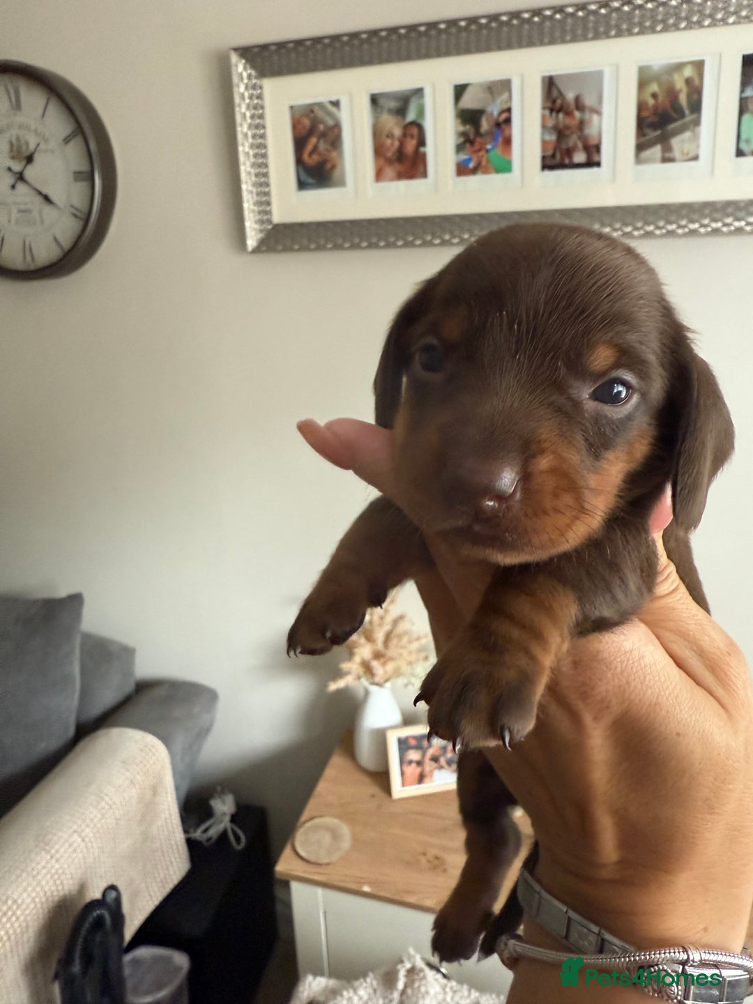 Dachshund dogs for sale: Beautiful litter of dachshund puppy’s  - Image 6