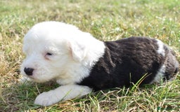 Old English Sheepdog dogs for sale: Stunning Old English Sheepdog Puppies KC Reg - Image 4