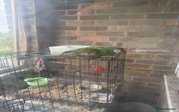 Macaws birds for sale: Chestnut fronted macaw - Image 3