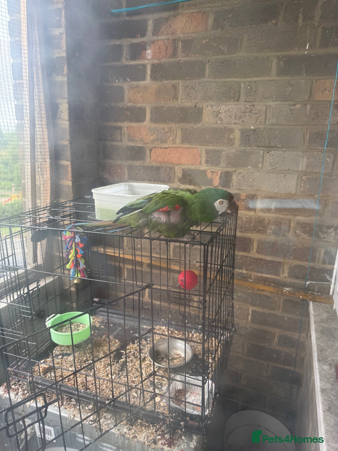 Macaws birds for sale: Chestnut fronted macaw - Image 3