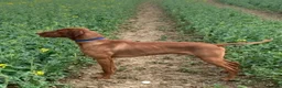 Hungarian Vizsla dogs for stud: Proven Hungarian championship blood line in Llantwit Major - Advert 8