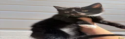 Mixed Breed cats for sale: Beautiful kittens  - Advert 5