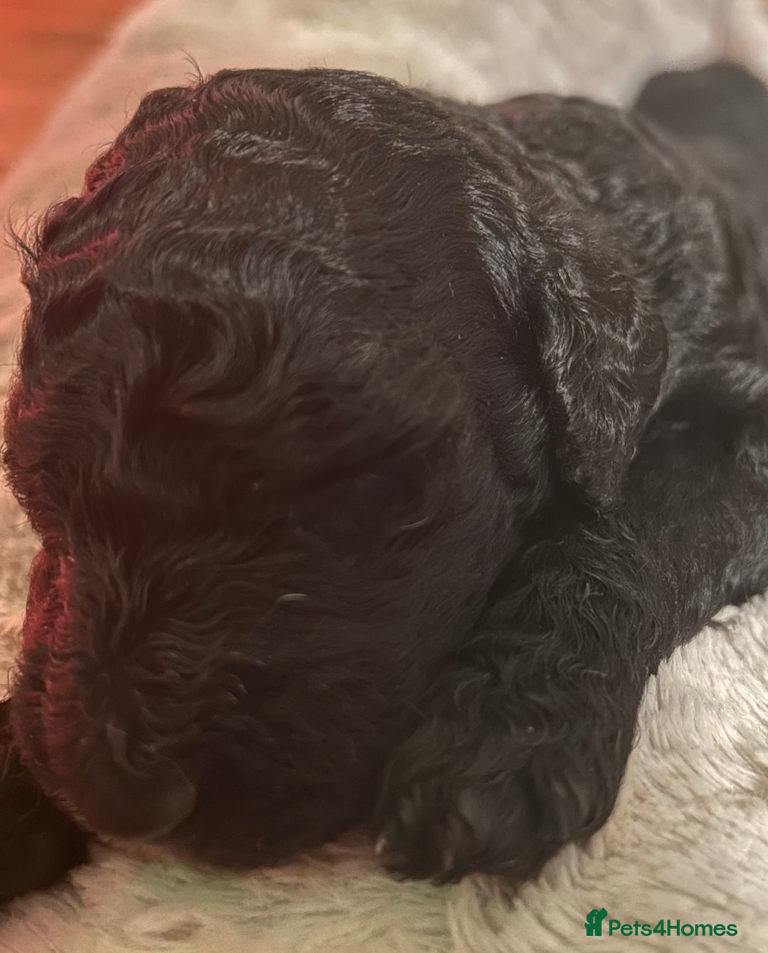 Standard Poodle dogs for sale: Poodle puppies - Advert 9