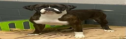 Boxer dogs for sale: Brindle & White 5 Year old Female - Advert 3
