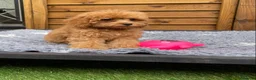 Cockapoo dogs for sale: Tiny Toy F1B Cockapoos. FULLY VAX’D! LAST 2 BOYS!! - Advert 15
