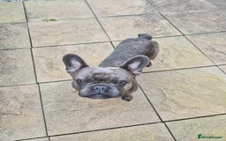 French Bulldog dogs for sale: French bulldog Apollo - Image 1