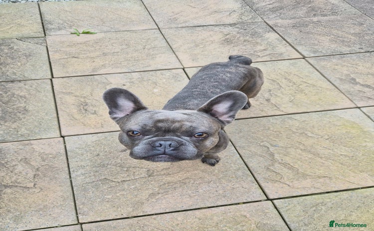 French Bulldog dogs - Advert 16