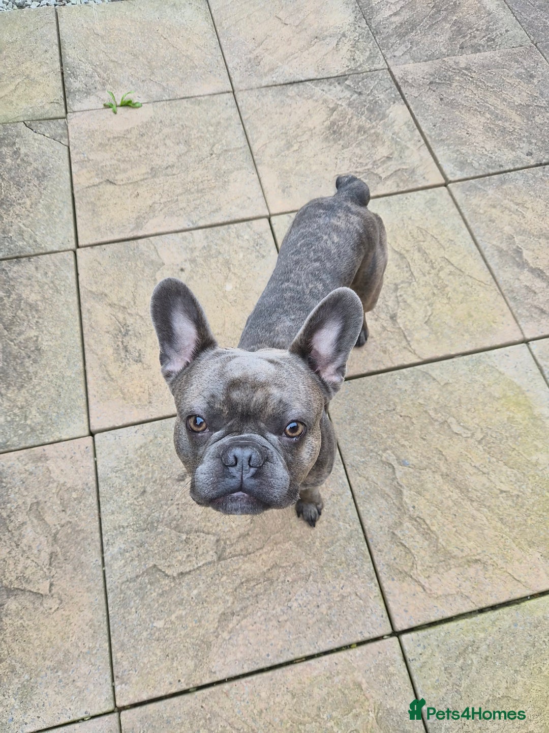 French Bulldog dogs for sale: French bulldog Apollo - Image 1