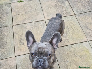 French Bulldog dogs - Advert 4