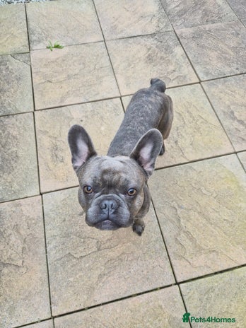 French Bulldog dogs - Advert 14