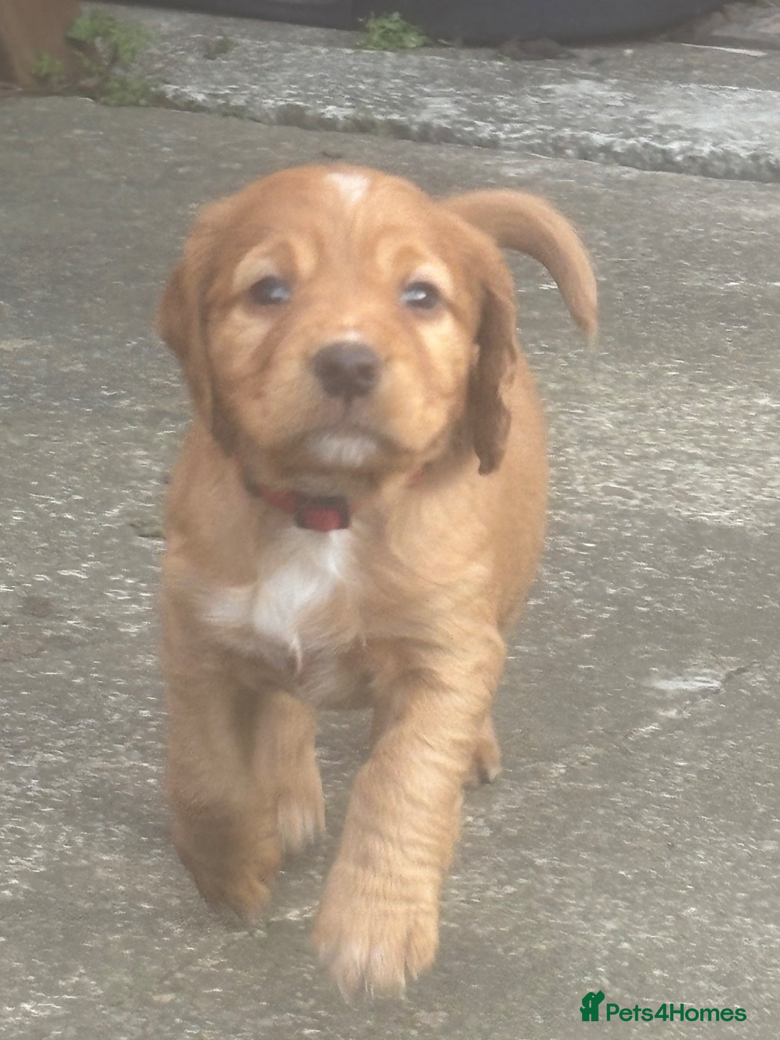 Cocker Spaniel dogs Beautiful KC Reg. Working Cocker Spaniels  - Advert 12