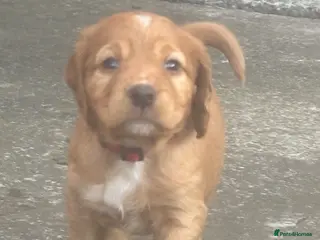 Cocker Spaniel dogs Beautiful KC Reg. Working Cocker Spaniels - Advert 12