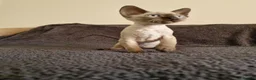 Devon Rex cats for sale: Adorable Devon Rex Kittens 💕 - Advert 12