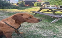 Labrador Retriever dogs for sale: Outstanding KC reg fox red Labrador puppies.  - Image 16