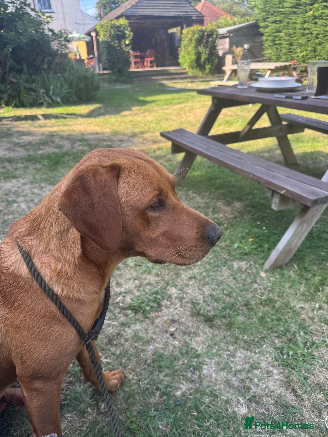 Labrador Retriever dogs for sale: Outstanding KC reg fox red Labrador puppies.  - Image 16