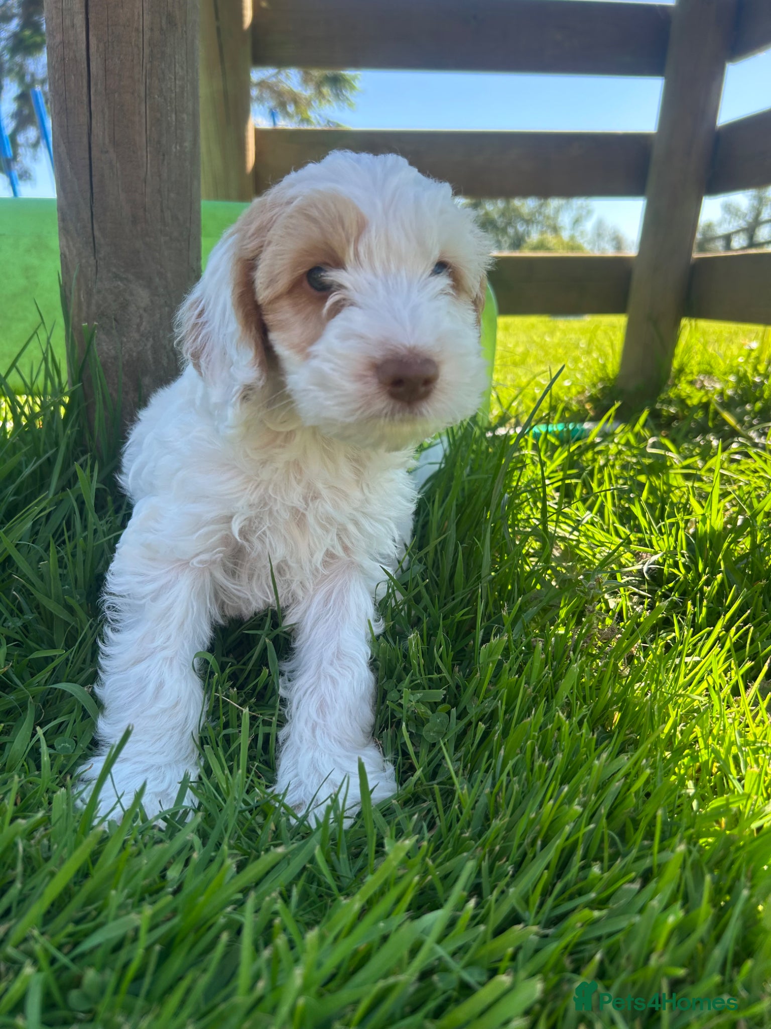 Cockapoo dogs Cockerpoo Puppies - Advert 1