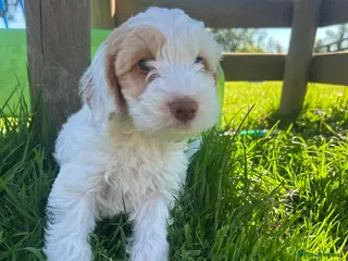 Cockapoo dogs Cockerpoo Puppies - Advert 1