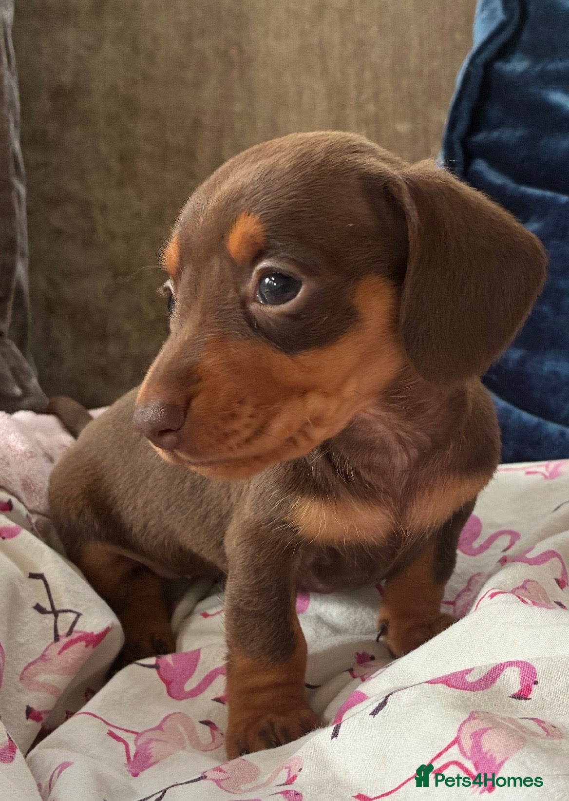 Miniature Dachshund dogs Beautiful Chocolate and Tan miniature dachshunds - Advert 1