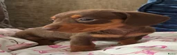 Miniature Dachshund dogs for sale: Beautiful Chocolate and Tan miniature dachshunds - Advert 1