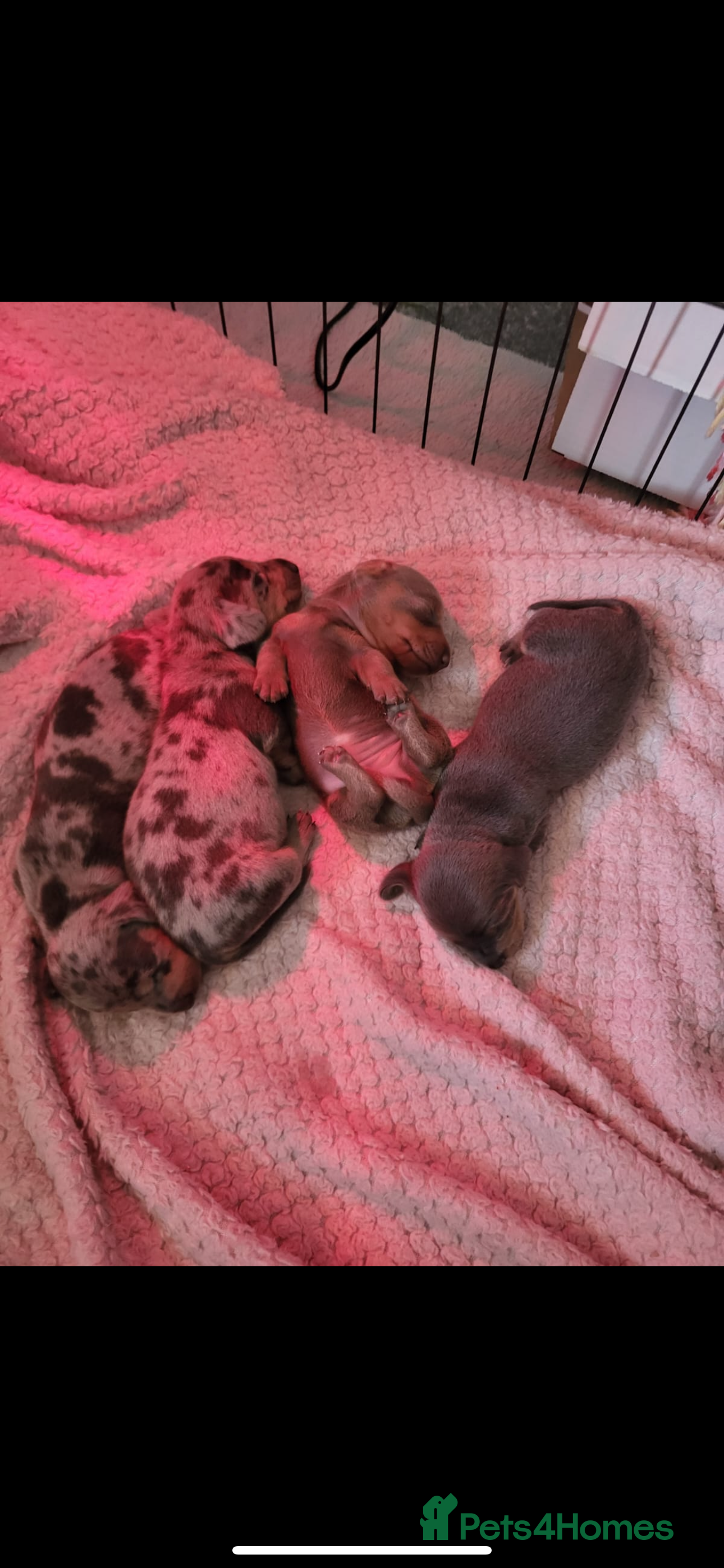 Miniature Dachshund dogs Miniature dachshund  - Advert 8