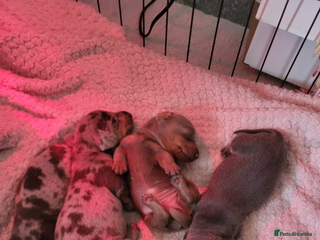 Miniature Dachshund dogs Miniature dachshund - Advert 12