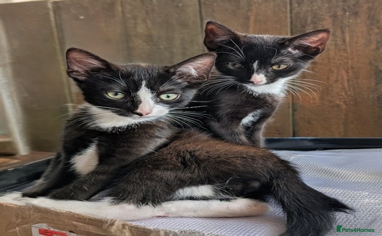 Mixed Breed cats - Advert 1